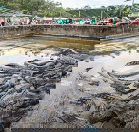 Hartley's Crocodile Adventures Day Trip from Cairns - Getaway Accommodation