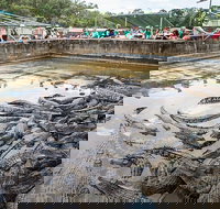 Hartley's Crocodile Adventures Day Trip from Palm Cove - Getaway Accommodation