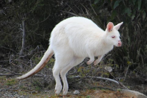 Small-Group Day Trip From Hobart To Bruny Island - Getaway Accommodation 2