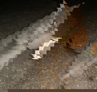 Private Tour to Paronella Park Historic Village Herberton and wild life Wallaby