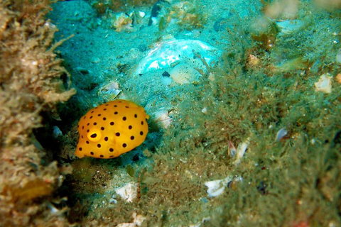 Wave Break Island Scuba Diving On The Gold Coast - Getaway Accommodation 3