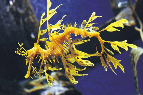 SEA LIFE Melbourne Aquarium Admission Ticket - Getaway Accommodation 0