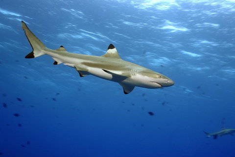 SEA LIFE Melbourne Aquarium Admission Ticket - Getaway Accommodation 3