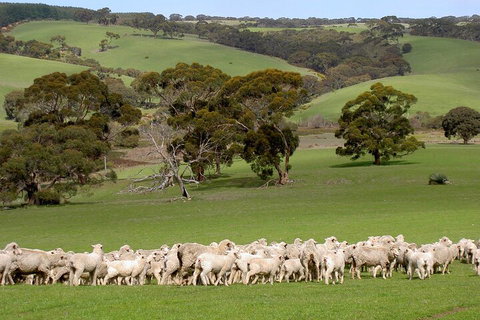Kangaroo Island Luxury Small Group 'Island Life' Full Day Tour - Getaway Accommodation 1