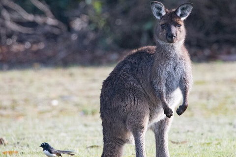 Kangaroo Island Luxury Small Group 'Island Life' Full Day Tour - Getaway Accommodation 2