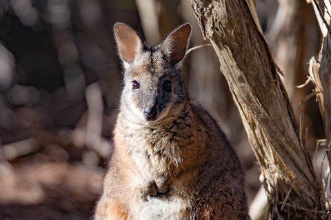 Kangaroo Island Luxury Small Group 'Island Life' Full Day Tour - Getaway Accommodation 3