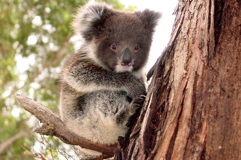 Kangaroo Island Luxury Small Group 'Island Life' Full Day Tour - Getaway Accommodation 4