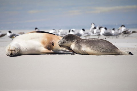 Kangaroo Island Luxury Small Group 'Island Life' Full Day Tour - Getaway Accommodation 5