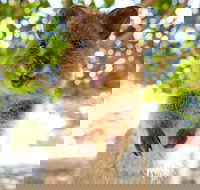 Discover Rottnest with Ferry  Bus Tour from Perth or Fremantle - Getaway Accommodation