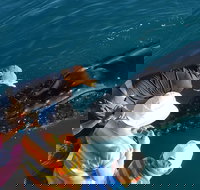 AOC Whale Watching from Broome - Getaway Accommodation