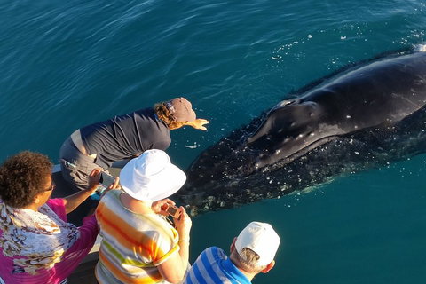 AOC Whale Watching From Broome - Getaway Accommodation 0