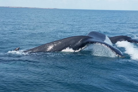 AOC Whale Watching From Broome - Getaway Accommodation 1