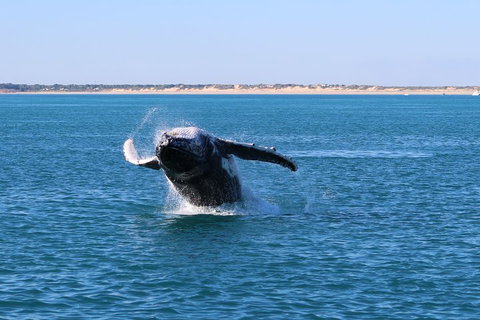 AOC Whale Watching From Broome - Getaway Accommodation 2