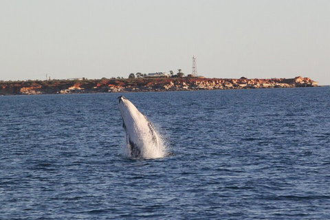AOC Whale Watching From Broome - Getaway Accommodation 3