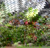 Australian Butterfly Sanctuary