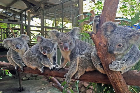 Best Of Kuranda Including Skyrail, Kuranda Scenic Railway And Rainforestation - Getaway Accommodation 4