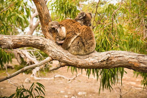 3 Day Port Lincoln And Coffin Bay Private Tour - Getaway Accommodation 5