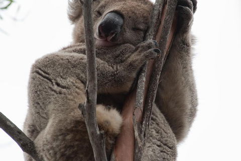 2-Day Kangaroo Island 4WD Small-Group Tour From Adelaide - Getaway Accommodation 0