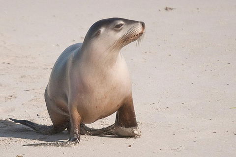2-Day Kangaroo Island 4WD Small-Group Tour From Adelaide - Getaway Accommodation 4