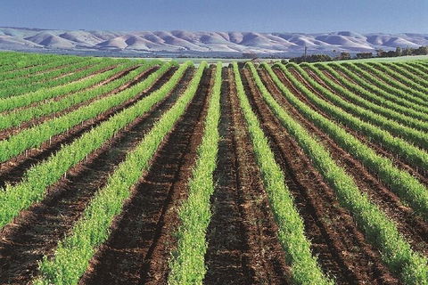 Small Group McLaren Vale And The Cube Experience - Getaway Accommodation 4