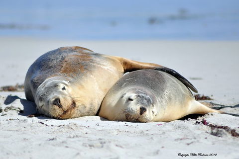 NEW TOUR - Kangaroo Island Road To Recovery Tour (1 Day/1 Night) - Getaway Accommodation 1