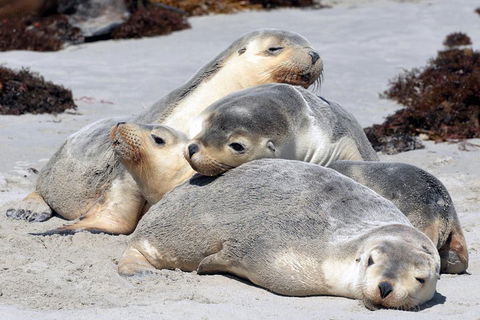 Small-Group Kangaroo Island 4WD Tour From Adelaide - Getaway Accommodation 1