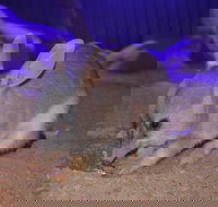 Kuranda Wildlife Experience Three Attraction Pass