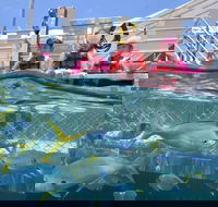 Outer Reef Pontoon Experience from Cairns - Getaway Accommodation