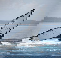 Hervey Bay Whale Watching Cruise - Getaway Accommodation