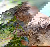 Blue Mountains Private Tour with Kangaroos  Koala Encounter - Getaway Accommodation