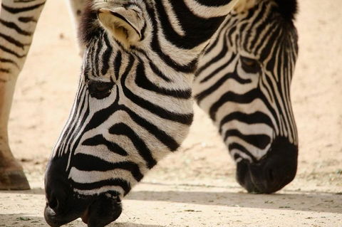 Melbourne Zoo General Entry Ticket - Getaway Accommodation 1