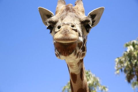 Melbourne Zoo General Entry Ticket - Getaway Accommodation 2