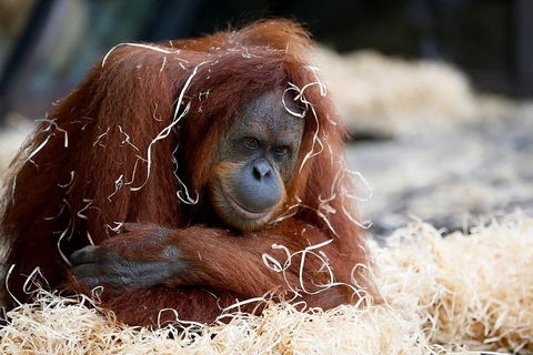 Melbourne Zoo General Entry Ticket - Getaway Accommodation 3