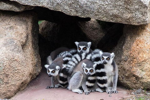 Melbourne Zoo General Entry Ticket - Getaway Accommodation 4