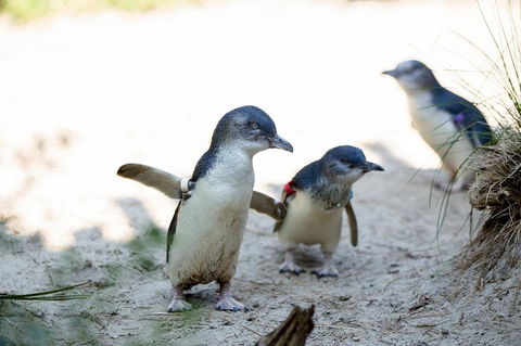 Melbourne Zoo General Entry Ticket - Getaway Accommodation 5