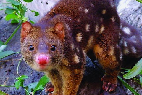 Hartley's Crocodile Adventures Breakfast With The Koalas - Getaway Accommodation 2