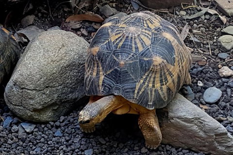 Hartley's Crocodile Adventures Breakfast With The Koalas - Getaway Accommodation 4