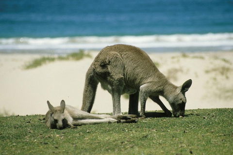Great Ocean Road Highlights Tour - 2 Days, 1 Night - Getaway Accommodation 2