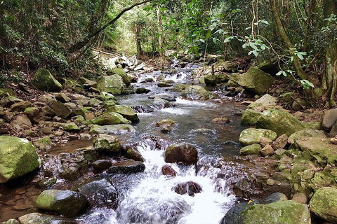 Springbrook Full Day Tour - Getaway Accommodation 0