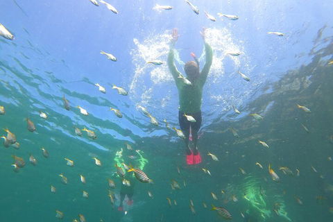 Manly Snorkel Trip And Nature Walk With Local Guide - Getaway Accommodation 0