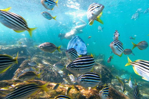 Manly Snorkel Trip And Nature Walk With Local Guide - Getaway Accommodation 2
