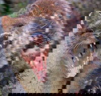 After Dark Tasmanian Devil Feeding Tour at Cradle Mountain - Getaway Accommodation