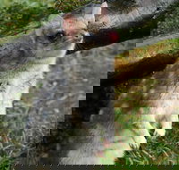 1-Hour Tasmanian Devil Feeding Day Tour at Cradle Mountain - Getaway Accommodation