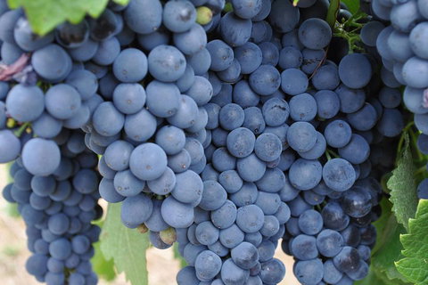 Barossa Valley Cellar Doors Luxury Wine Tour - Getaway Accommodation 4