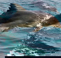 1.5HR Mudjimba Island Wildlife Safari - Getaway Accommodation