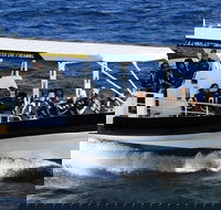 Mooloolaba Whale Watching Tour - Getaway Accommodation