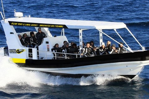 Mooloolaba Whale Watching Tour - Getaway Accommodation 0