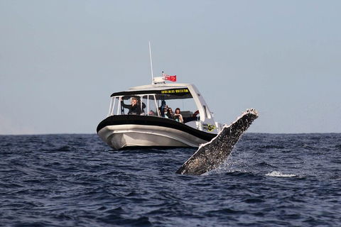 Mooloolaba Whale Watching Tour - Getaway Accommodation 2
