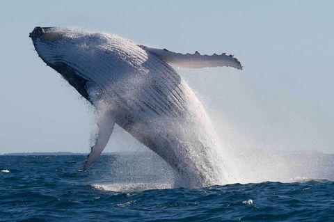 Mooloolaba Whale Watching Tour - Getaway Accommodation 3