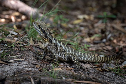 Cape Byron Aboriginal Tour - Getaway Accommodation 3